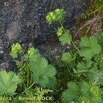 Alchemilla fissa Характер