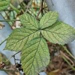 Rubus camptostachys Folha