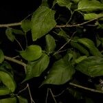 Morus celtidifolia