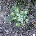 Lomatium dasycarpum Хабит