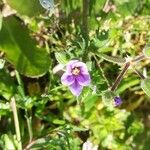 Erodium botrys Квітка