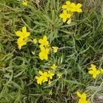 Diplotaxis tenuifoliaFlower