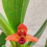 Maxillaria elatior Flower