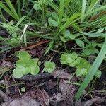 Sedum ternatum Leaf