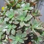 Aeonium leucoblepharum برگ