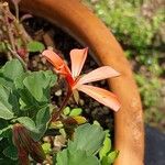 Pelargonium acetosum Flower