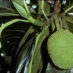 Artocarpus altilis Vaisius