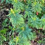 Euphorbia dendroides 葉