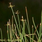 Carex microglochin Habitat