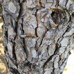 Pinus attenuata Bark