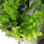 Microsorum punctatum Blatt
