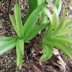 Crinum × powellii Leaf