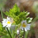 Euphrasia pectinata Fleur