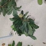 Pouteria campechiana Levél
