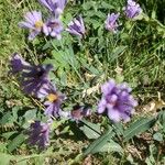 Symphyotrichum laeve Flower