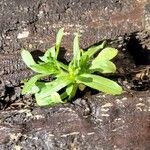 Valeriana locusta 葉