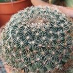 Mammillaria heyderi Fuelha