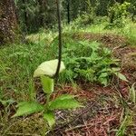 Arisaema tortuosum ഇല