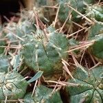 Euphorbia pulvinata Облик