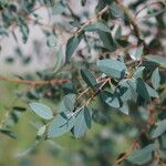 Eucalyptus rubida Hoja