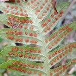 Polypodium vulgare Fruto