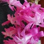 Schlumbergera opuntioides Flor