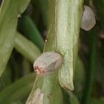 Rhipsalis micrantha Fruit