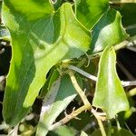 Smilax asperaFruit