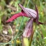 Serapias strictiflora Flower