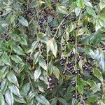 Sarcococca ruscifolia Vekstform