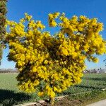 Acacia dealbataFlower