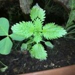 Urtica urens পাতা