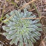 Saxifraga longifolia Leaf