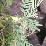 Prosopis cineraria Leaf