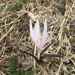 Colchicum bulbocodium Tervik taim