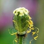 Papaver alpinum Kvet