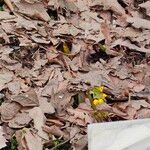Gymnospermium odessanum Кветка