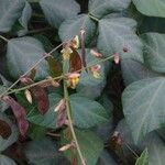 Rhynchosia minima Leaf