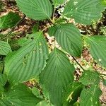 Cornus alternifolia