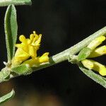 Anthyllis hermanniae 花