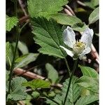 Rubus flagellaris ഇല