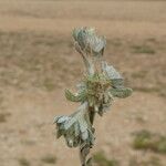 Filago pyramidata Jani