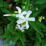 Saponaria officinalisFlower