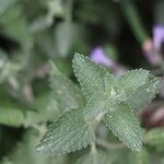 Nepeta grandiflora Hoja