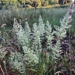 Trisetum paniceum 果実