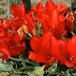 Tulipa undulatifolia Natur