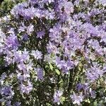 Rhododendron augustinii Flower