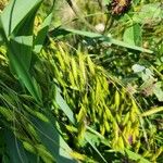 Bromus squarrosus Frutto