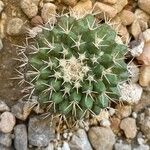 Mammillaria uncinata葉