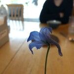 Delphinium leroyi Flower